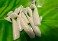 White 2.8" Swim bait