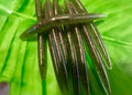 Watermelon 5.25" Stick bait