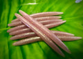 Pink 5.25" Stick bait