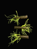 Fuzz Grub 1.75" Metal-Chartreuse