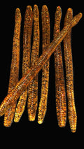 Hot Honey Trick Worm 6.25"